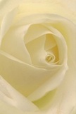This intimate image draws you into the gentle heart of a creamy-white rose, as if you are nestled among its soft, unfurling petals. Each layer curves with delicate precision, bathed in the soft natural light typical of Wembley mornings, casting subtle shadows that bring depth and quiet drama to the bloom. The textural interplay-half matte, half silky-invites the imagination to touch what cannot be seen, evoking the tender sensation of morning dew. As a local Wembley florist, I recognize in this rose the purest symbol of reverence, its serene radiance and understated elegance making it the perfect flower for offering sympathy, admiration, or celebrating new beginnings with neighbours from Alperton to Sudbury. Sensed but unseen, its delicate scent hovers in the air, grounding the moment in comfort and artistry. The perspective showcases not just the flower, but the deep emotional care and heritage that Wembley's florists pour into every special arrangement.